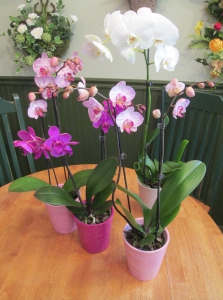 Exquisite Orchids