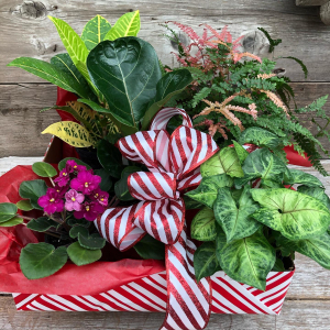 Green Plant Gift Box