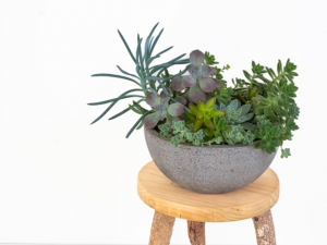 Succulent In Pot – Large