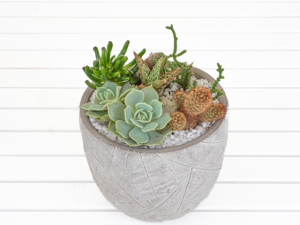 Succulent In Pot – Medium