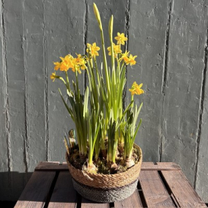 Daffodil Basket