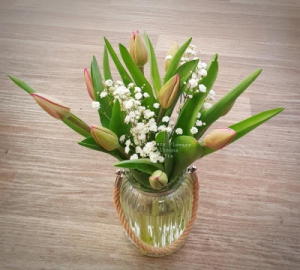 Tulip In Vase