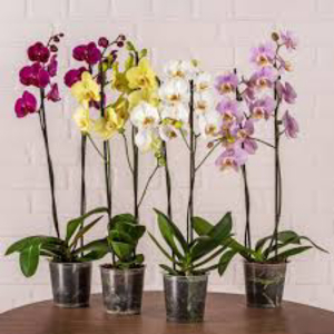 Orchid