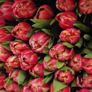 Tillington - Tulips