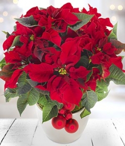 Poinsettia Gift Wrapped