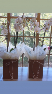 A Double Orchid Plant