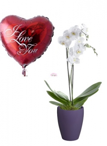 2 stalks Orchid +Balloon