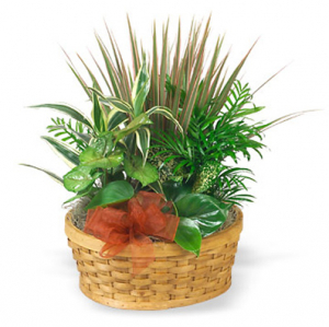 Medium Planter Basket #P404X
