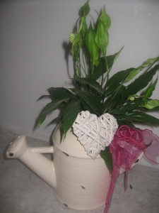 Spathiphyllum Deco