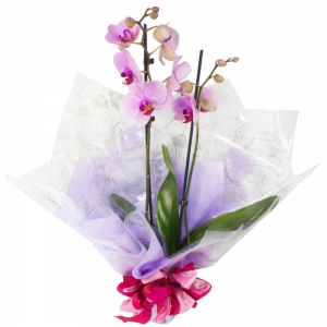 An Elegant Orchid