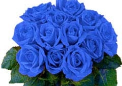 Blue Roses