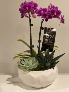 Orchid And Succulents