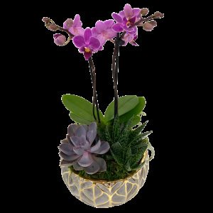 Orchid Succulent Planter