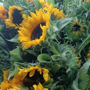 Sunflower Market Bunch