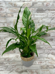 Peace Lily Plant