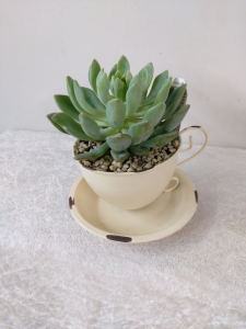 Metal Tea Cup With Plant