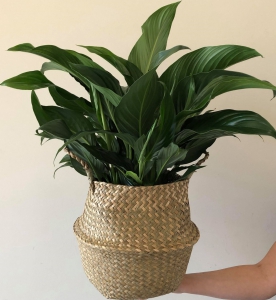 Peace Lily In Basket