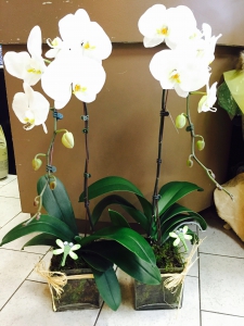 KingED's Orchid Pot 5