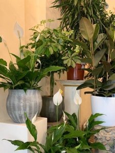 Large Indoor Plants