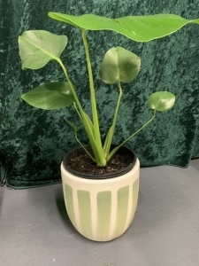 Large Plant/ Ceramic Pot