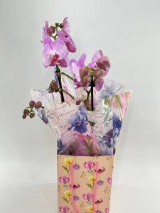 Orchid Plant In Gift Bag