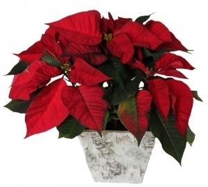Poinsettia Plant