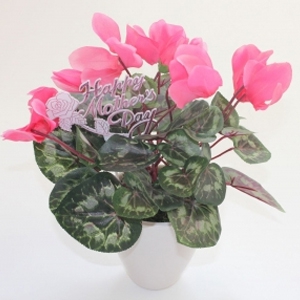  Order Florist Choice Plant flowers