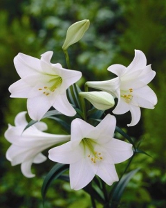 Potted Christmas Lily