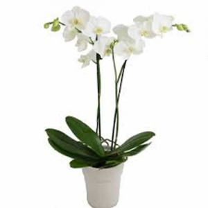 Phaleonopsis Orchid Plant