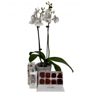 Orchid, Lotion & Choc