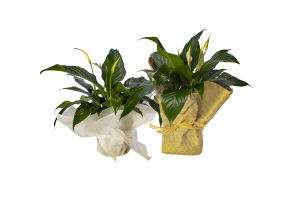 Peace Lily Plant