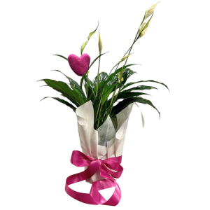 Mother's Day Peace Lily