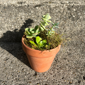 Pot Of Happy Succulents