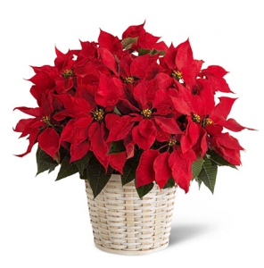 Poinsettia
