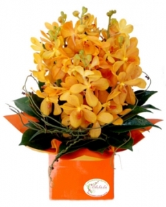 Orange Singapore Orchids