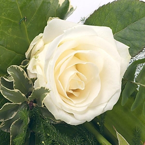Simple White Rose Sheaf