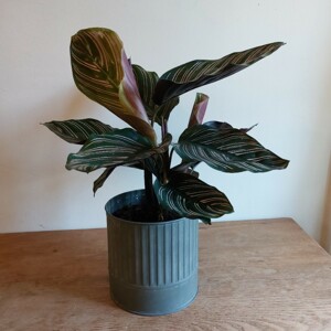 Calathea Plant In Grey Zinc Pot Cover