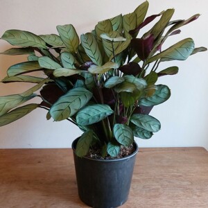 Ctenanthe House Plant In Grey Recycled Plastic Pot Cover