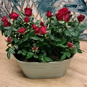 Petite Rose Planter