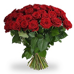12 Long Red Roses
