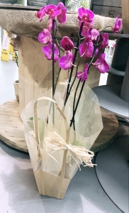 Giftwrapped Orchid