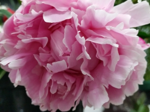 Peonies