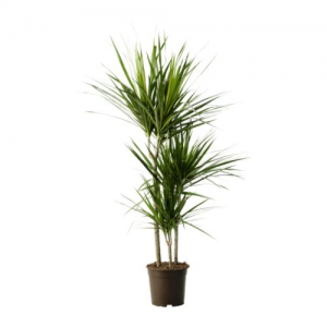 Dracena