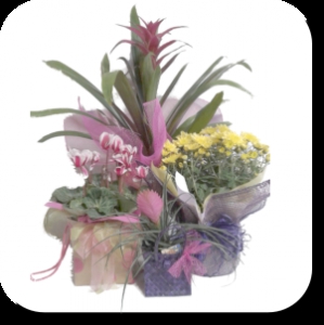 Seasonal Plant