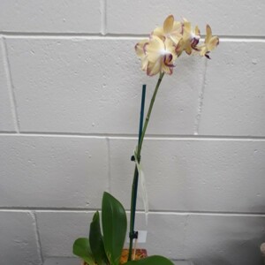 Orchid Ceramic Container
