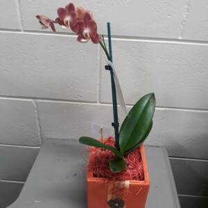 Potted Orchids Ceramic Container