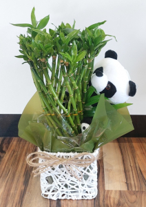 Lucky Bamboo & Panda Bear