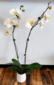 Phalaenopsis Orchids