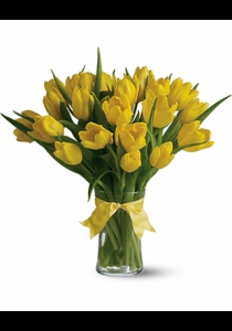 Bright Yellow Tulips