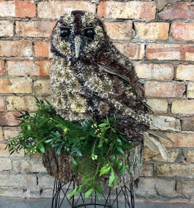 3d Tawny Owl
